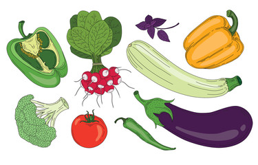 Vegetables and herbs fresh spring green organic vector collection