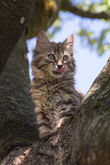 Chaton