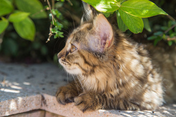chaton