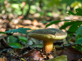 Ziegenlippe im Wald