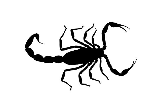 black contour scorpion isolated on white background