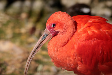 Ibis