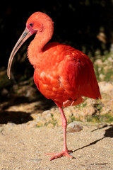 Ibis