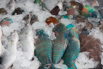 fish in ice