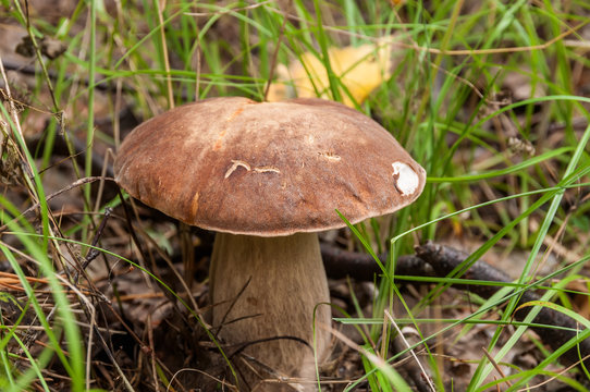 boletus mushroom forest