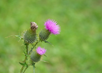 Distel Makro Hintergrund