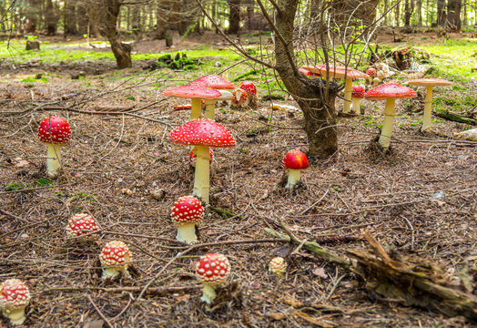 Imágenes de Pilzbauch: descubre bancos de fotos, ilustraciones ...
