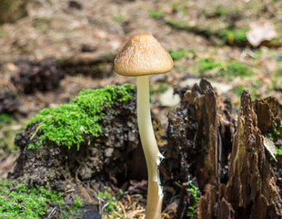 Pilz im Wald