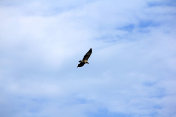 Flying eagle on the blue sky