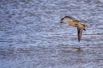 Eurasian curlew (Numenius arquata)