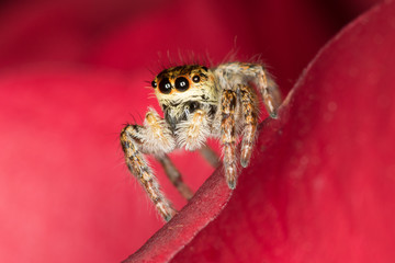 Spider Carrhotus xanthogramma