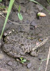 Frog - on the ground