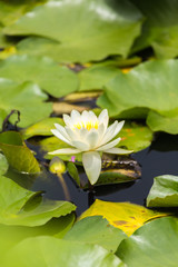 The Water lily flower.Background is Water lily bud and Water lily leafs.
