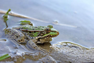 Frog close up - in the water