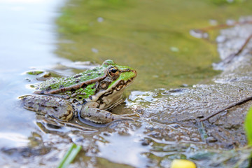 Green frog