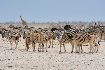 Naklejka na ściany i meble Herden von Zebras, Giraffen, Strauße und Oryx im Etosha Nationalpark