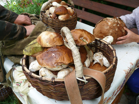 Many mushrooms in the basket