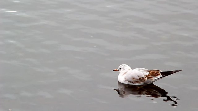 Gull floats on a lake