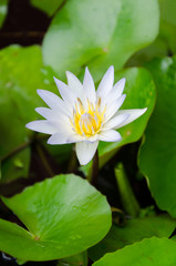 White water lily flower and green leave