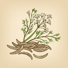 Caraway with leaves and flower. Vector illustration