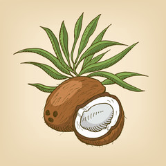 Coconut with leaves. Vector illustration.