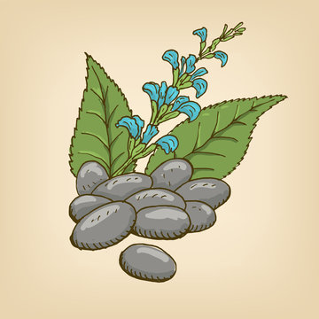 Chia branch and chia seeds. Vector illustration.