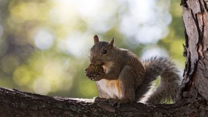 Naklejka na ściany i meble squirrel munches on a walnut while sitting on a tree branch