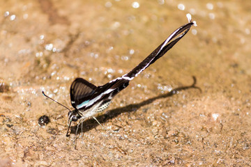 Butterfly: White Dragontail,Lamproptera curius curuis (Fabr)