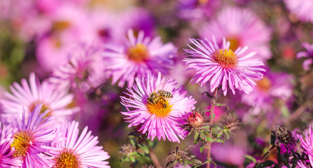 Obraz premium Beautiful pink garden flowers in the sunset light and bee.