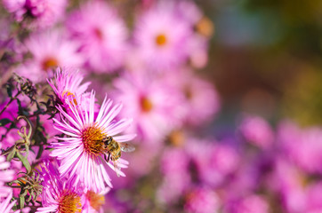 Beautiful pink garden flowers in the sunset light and bee.