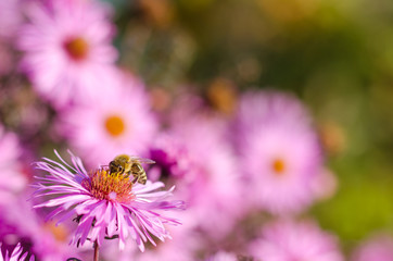 Beautiful pink garden flowers in the sunset light and bee.