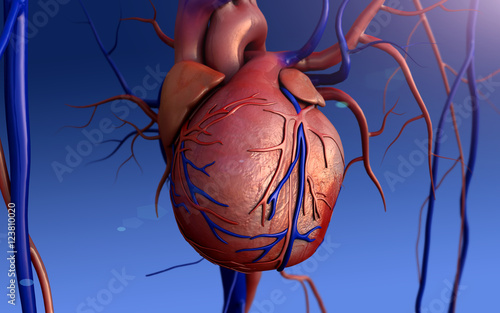 Human heart 3d