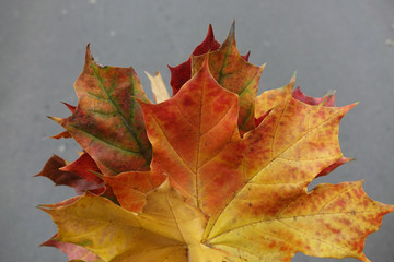 autumn maple leaves