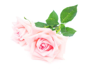 Two pink blooming rose buds with green leaves isolated on white background
