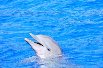 Dolphin in bright blue water