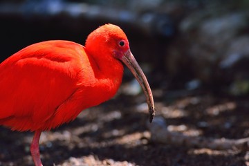 Portrait of scarlet ibis.