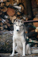 gray siberian husky sitting in the woodpile of firewood