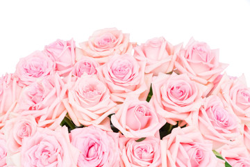 Pink blooming roses border isolated on white background