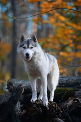 Huskies - king of the hill