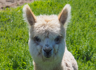 Fototapeta premium Baby alpaca or Vicugna pacos looking at camera