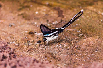 Butterfly: White Dragontail,Lamproptera curius curuis (Fabr)