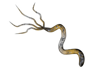 3D illustration of Helicobacter pylori, bacterium which causes gastric and duodenal ulcer isolated on white background