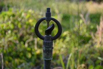 Obraz premium old springer in garden. 