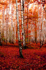 red autumn forest