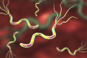 3D illustration of Helicobacter pylori, bacterium which causes gastric and duodenal ulcer