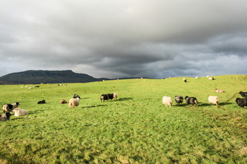 Sheepyard