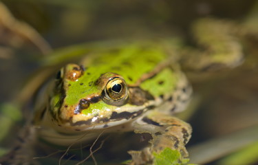 Frosch im Teich