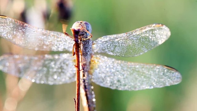 dragonfly in close up
