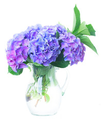 blue and violet hortensia fresh flowersand green leaves in glass vase isolated on white background