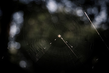 Spider Web © Kristofer
